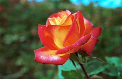 Hybrid  Rose on Roses Hybrid Tea Jpg